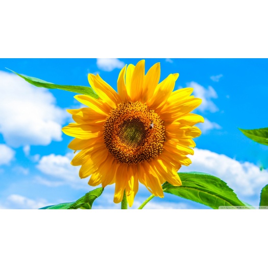 Lorem fermentum curae tincidunt sollicitudin