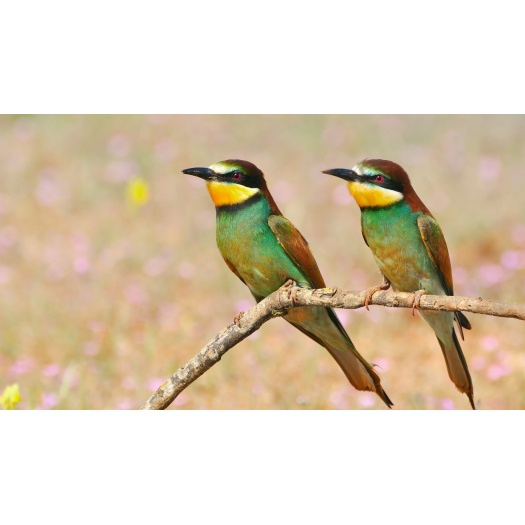 Justo lorem nam molestie suscipit