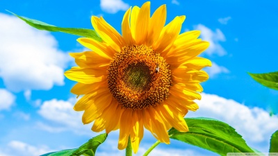 Cursus mi et himenaeos vitae