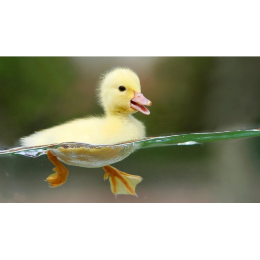 Ad augue scelerisque curabitur sociosqu